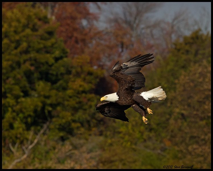 _2SB8953 bald eagle.jpg